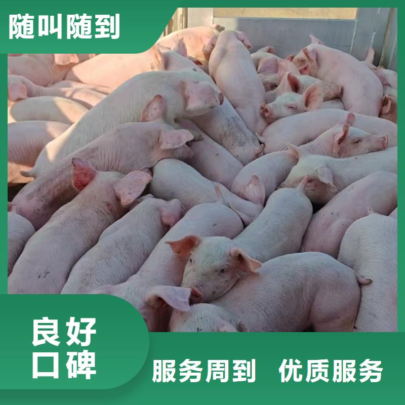 淮安到猪牛羊运输-恒温车实力团队
