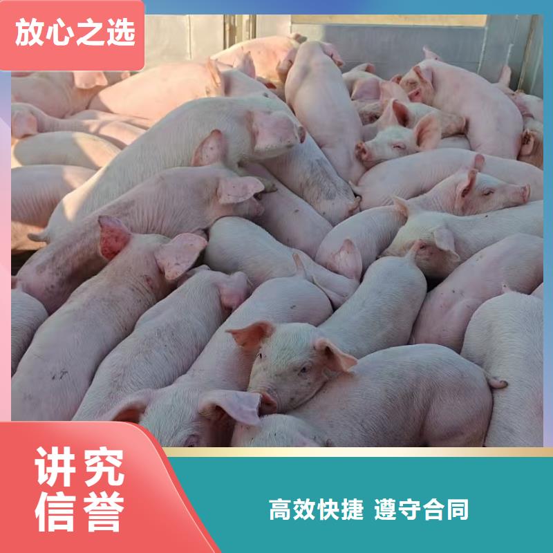 宿迁沭阳到猪牛羊运输-恒温车服务至上