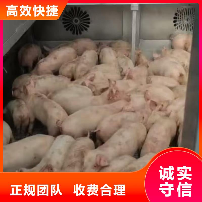 扬州到猪笼车运输-空调车装卸
