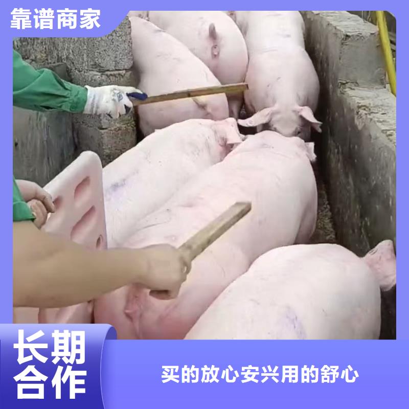 宿迁泗阳到牛运输-专用车快速响应