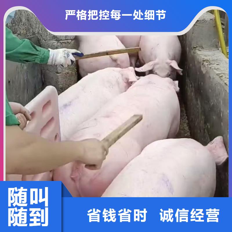 南京到种仔猪运输-空调车经验丰富