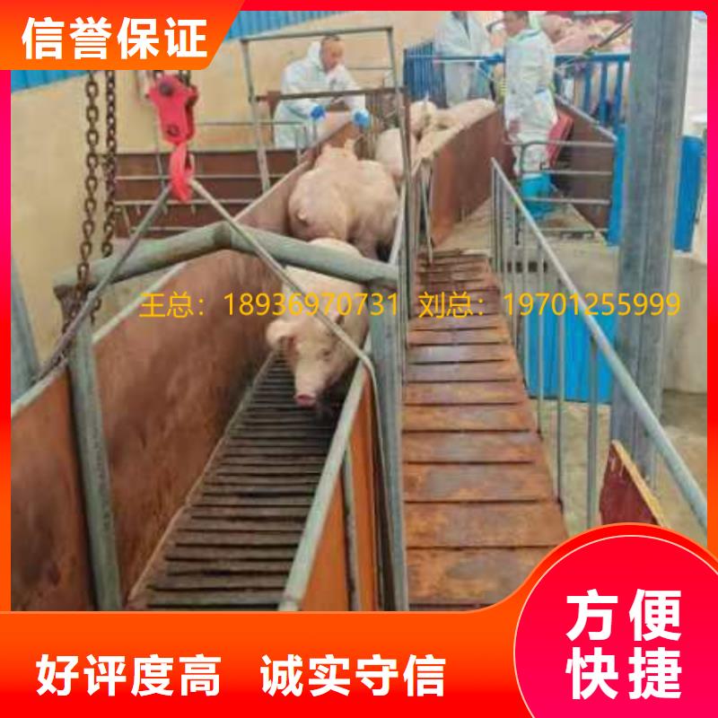 南京到猪只贸易-专用车售后保障