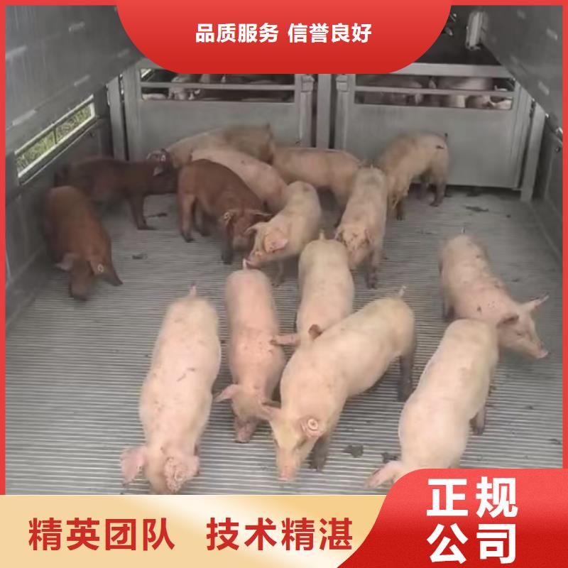 宿迁市到活禽运输-空调车专业服务