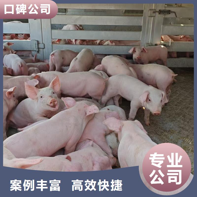 南京到猪笼车运输-恒温车快捷