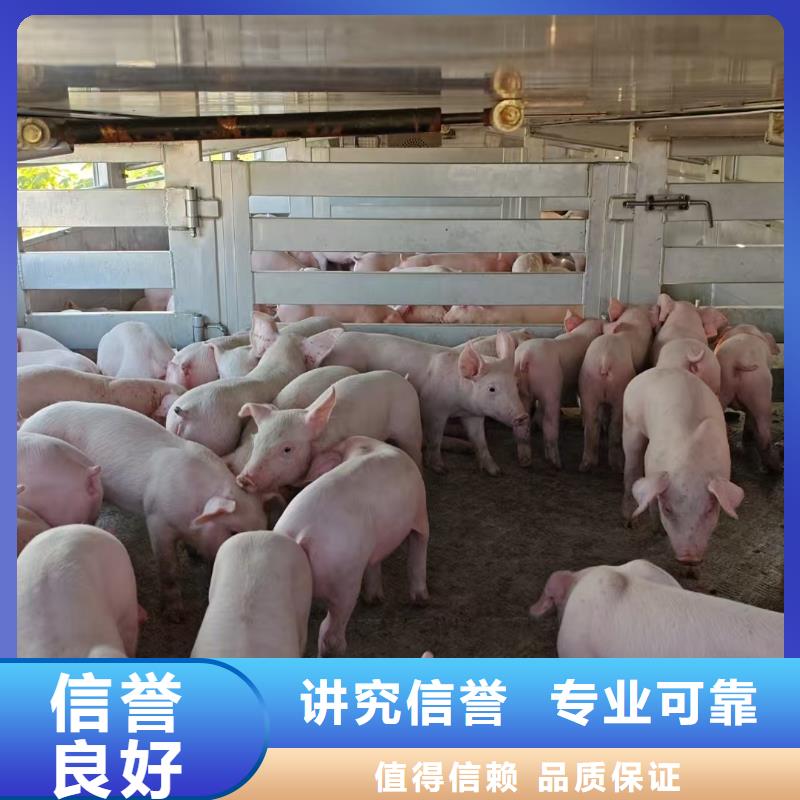 泗洪到种仔猪运输-恒温车技术精湛