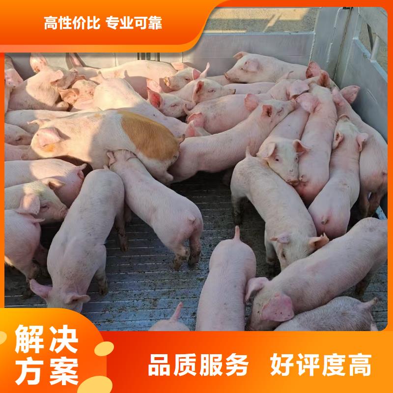 南京到恒温车运输-专用车技术精湛