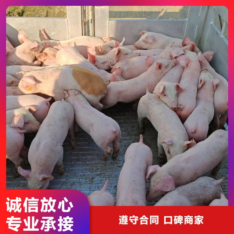 镇江到生猪运输-恒温车专业品质