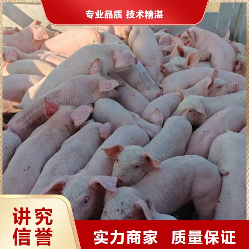 无锡到猪只运输专用车-恒温车口碑公司